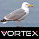 Gulls Sounds Pack 2