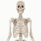Realistic Skeleton - 3DOcean Item for Sale