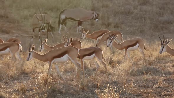 Springbok And Gemsbok Antelopes In Late Afternoon Light