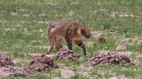 Southern African Wildcat roaming in an open field in Botswana, Telephoto shot.