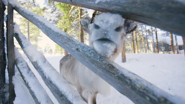 Reindeer lurking through the fence at a farm, winter, in Lapland - Rangifer tarandus - Handheld, slo