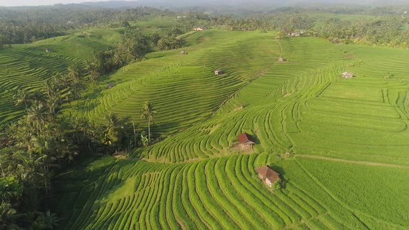 Rice Fields with Agricultural Land in Indonesia