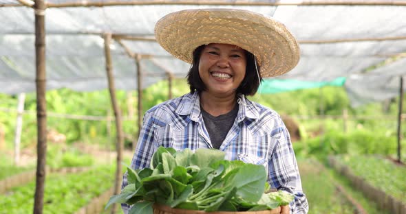 Asian woman farmer harvesting ang showing fresh raw vegetable on her local organic vegetable farm.