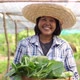 Asian woman farmer harvesting ang showing fresh raw vegetable on her local organic vegetable farm. - VideoHive Item for Sale
