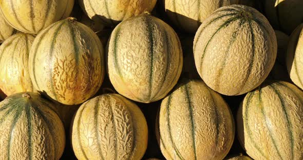 Fresh fruits on stalls in a southern France market. Melons.