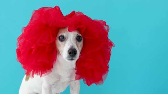 Adorable Small Dog in Red Wig