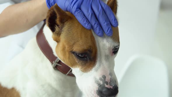 American Staffordshire Terrier on Examination By a Veterinarian. Medical Business. Veterinarian