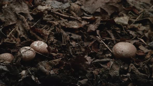 Timelapse of Mushrooms Growing