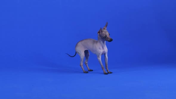 Xoloitzcuintle Stands in Full Growth in the Studio Against a Blue Background