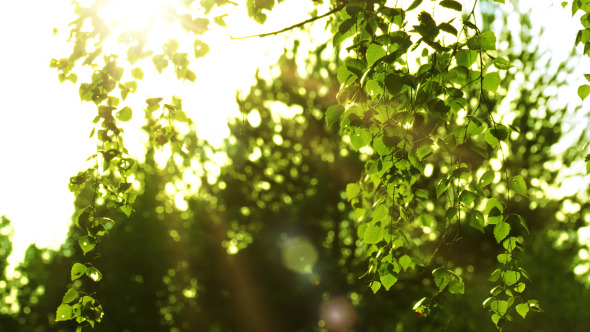 Birch Branches and Sun