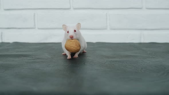 White Funny Charming Albino Hamster Carries in Its Mouth Whole Walnut in Shell