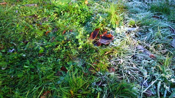 Frost on the grass. Shooting in the autumn park.