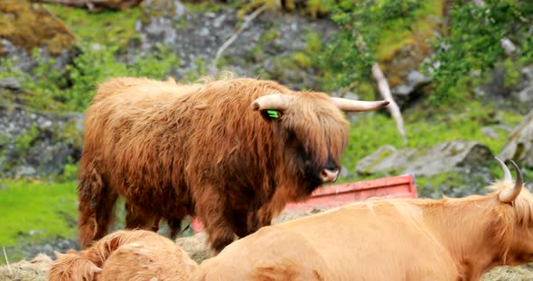 Highland Cattle Cows Graze On A Summer Pasture