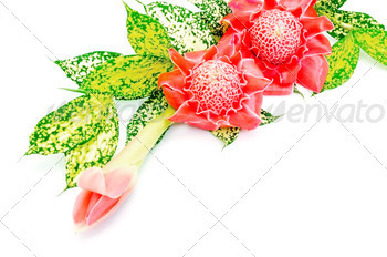 olated on a white background with the green leaves
