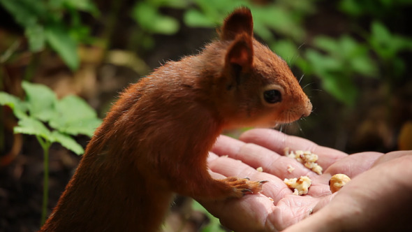 Squirrel Eats Nuts