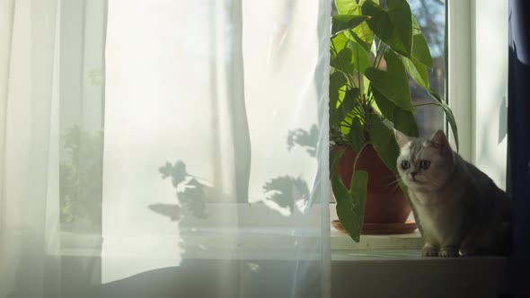 Cat Sitting on Windowsill Near Plants Closeup