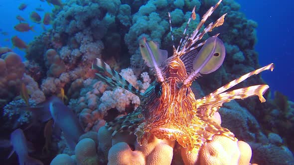 Underwater Close-Up Lion-Fish
