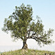 HD Olive Tree - 3DOcean Item for Sale