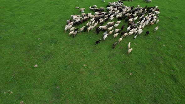 Aerial view of a flock of sheep