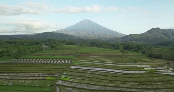 Aerial backwards shot of idyllic Rice Fields and massive active Gunung Sumbing stratovolcano in Cent