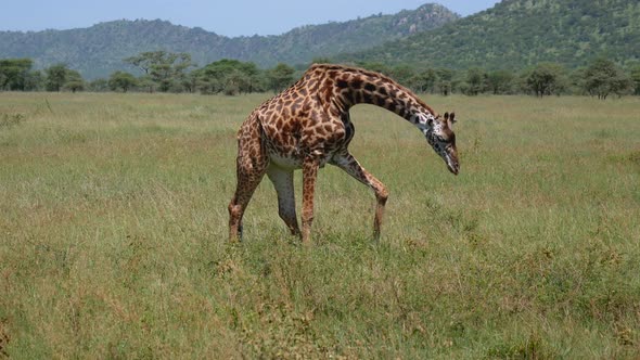 Graceful Wild Giraffe Walks Through Savannah Pasture And Grazes Grass