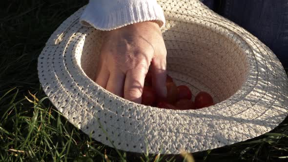 Woman picking fresh cherry tomatoes out of straw hat medium shot