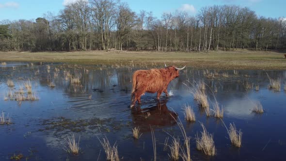 Auroch walking in lake Wasmeer in Hilversum and Laren, the Netherlands