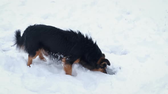 Dog Play in the Winter Forest