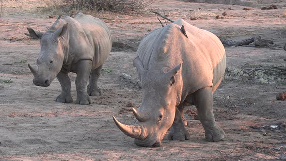 A female Southern White Rhino and her calf stand in the later afternoon sun as oxpecker birds sit on