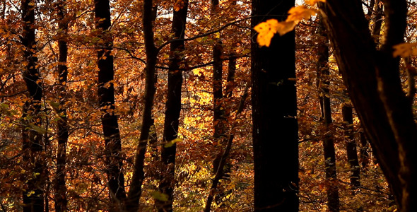 Autumn Forest 