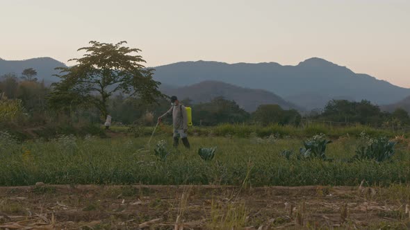 Asian Farmer Treats Crops in the Field with Chemicals Chiang Mai Thailand