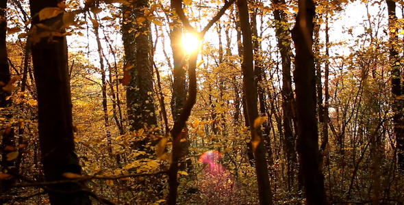 Autumn In Forest 