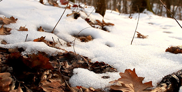 Snow In Forest