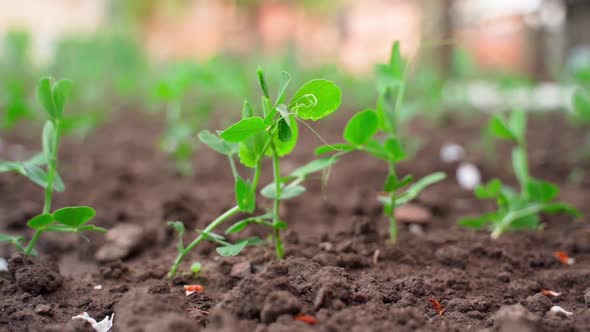 Beautiful Young Pea Sprouts Growing in the Vegetable Garden Closeup
