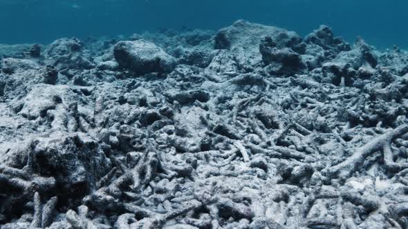 Dead Coral Reef in Tropical Sea