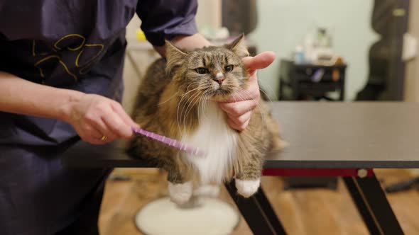 Close Up of Cat Face Held By Groomer in Cat Spa Brushing Its Hair