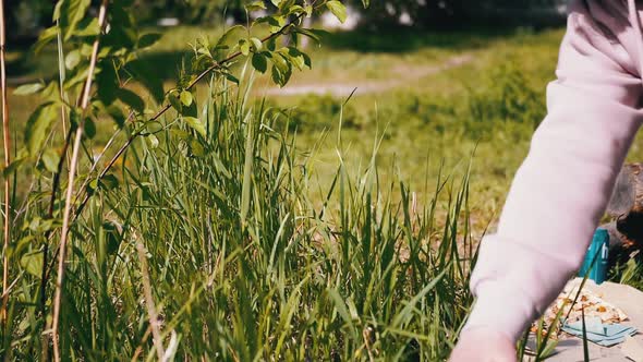 Female Hand Touches the Juicy Thick Green Grass on Nature in Rays of Sunlight