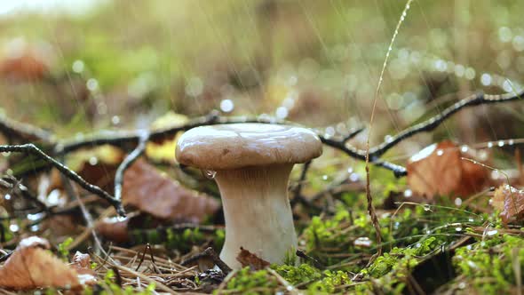 Mushroom Boletus In a Sunny Forest in the Rain.