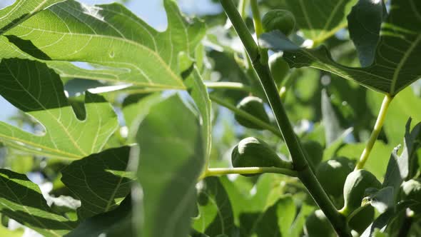 Details of common fig fruit plant 4K 2160p 30fps UltraHD footage - Close-up of Ficus carica tree bra