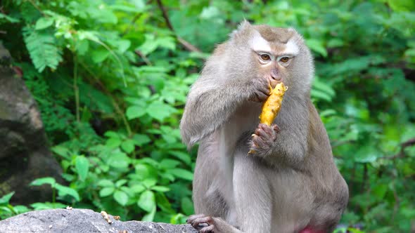 Monkey baby eating fruit in forest for sunrise natural travel in holiday trip.