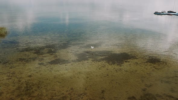 Drone Flies Over the Heron 