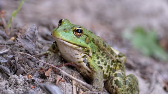 Frog Sits on the Sand Near the River Shore. Portrait of Green Toad