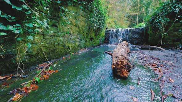 Irish Forest River