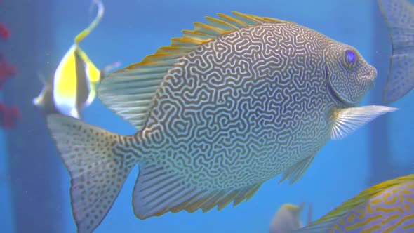 close up shot of coral fish with beautiful patterns