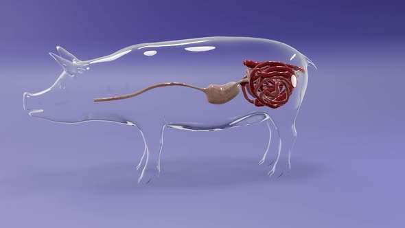 Glass Pig Intestinal