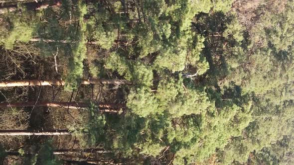 Vertical Video of Forest Landscape in Autumn Slow Motion