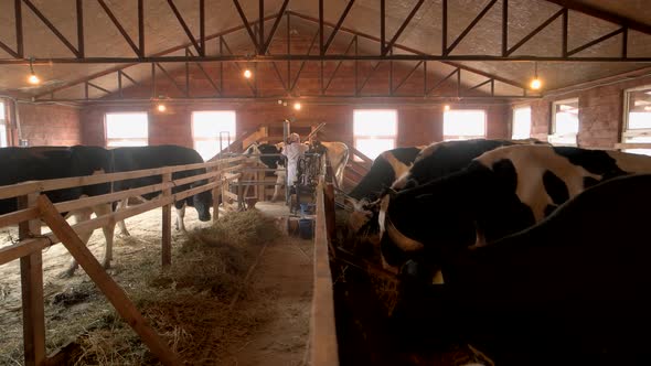 Cows in Cowshed at Dairy Farm