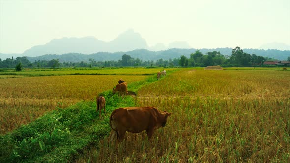 Cattle Cow Grazing in Field in Southeast Asia