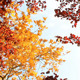 Fall - VideoHive Item for Sale