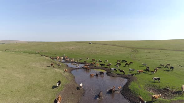Horses And Cows In Lake